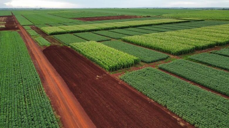 Imagens do experimento "Avaliação de sistemas de produção de grãos de soja e milho com ênfase na rotação de cultura em plantio direto" - Crédito: Jornalismo ACS/UFGD