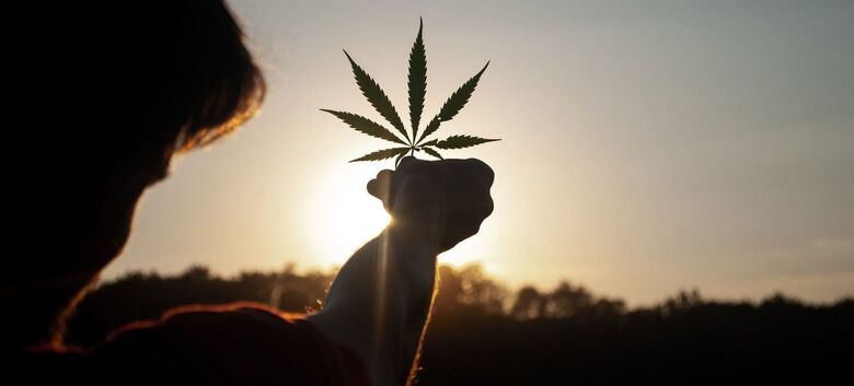 Legalização de cannabis aumentou o consumo diário, afirma estudo da ONU - Crédito: Unsplash/David Gabrić
