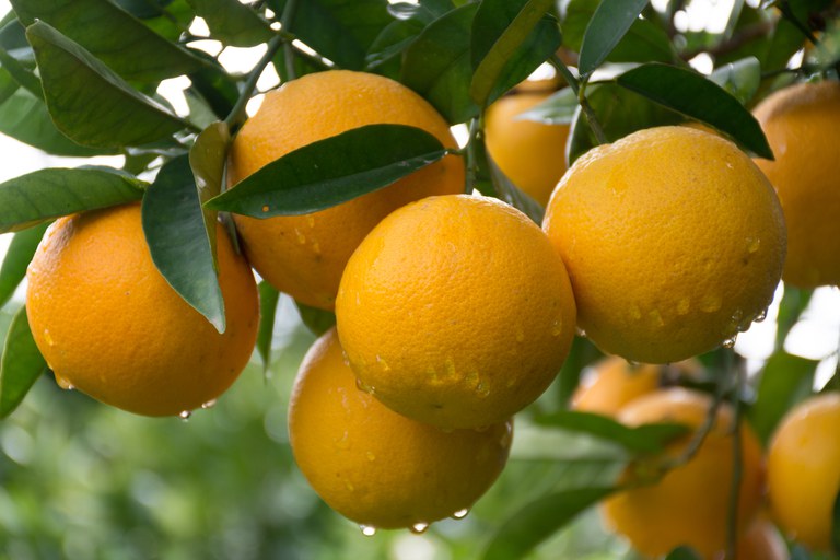 As laranjas são conhecidas pela doçura e suculência - Crédito: Divulgação
