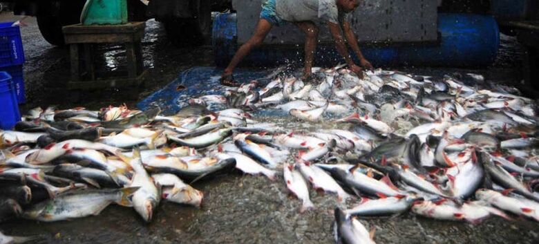 Pescas contribuem com cerca de 1,26% para o Produto Interno Bruto dos países africanos - Crédito: FAO