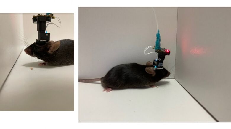 Estudo da atividade elétrica dos neurônios de roedores envolveu biossensores e algoritmos - Crédito: Acervo dos pesquisadores
