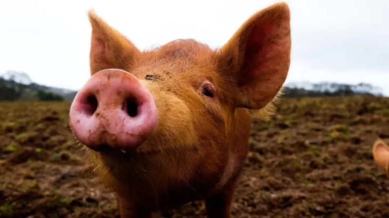 A técnica que 'ressuscita' órgãos de porcos e pode revolucionar transplantes
 - Crédito: Getty Images 