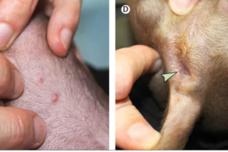 França registra 1&ordm; caso de transmissão de varíola dos macacos para um cachorro
 - Crédito: Reprodução/The Lancet