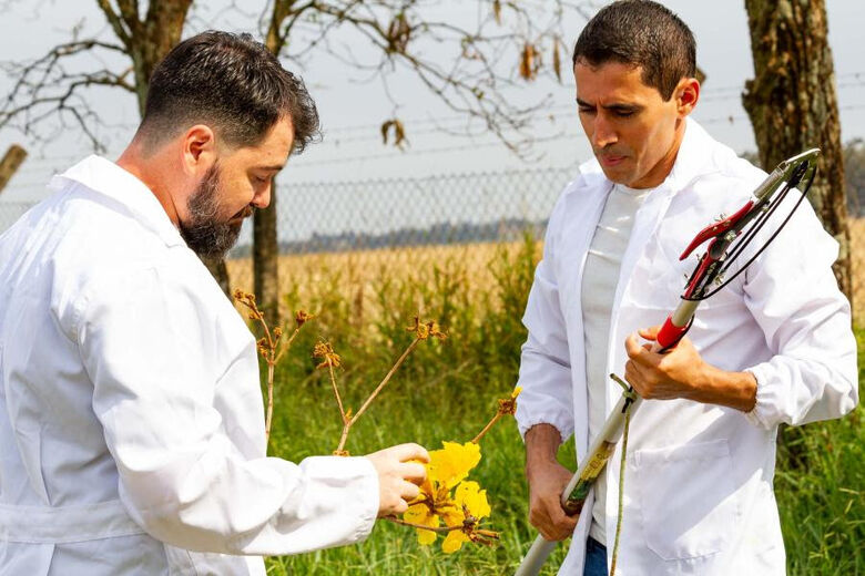 Pampa é ameaçado com rápido desaparecimento da fauna e flora