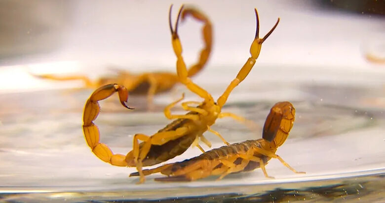 MS registrou cinco mortes por picada de escorpião em 10 meses - 