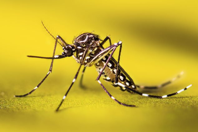 Tanto o zika quanto o dengue são transmitidos pelo mosquito Aedes aegypti - Crédito:  CDC