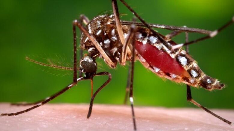 Hoje é o Dia Nacional de Combate ao Aedes Aegypti - Crédito: Public Health Image Library