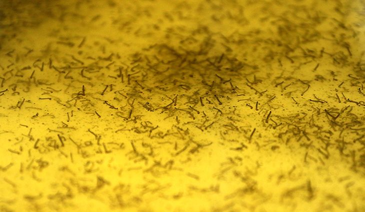 Casos de dengue crescem em MS e proliferação pode ser evitada com cuidados básicos - Crédito: Edemir Rodrigues/Arquivo