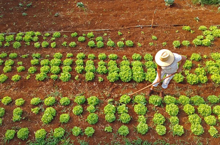 Com projeto na agricultura familiar, MS dá mais um passo para se tornar carbono neutro até 2030 - Crédito: Álvaro Rezende