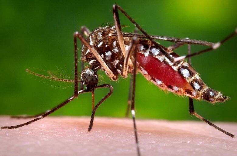 Aedes aegypti, mosquito rtransmissor da dengue, zika vírus e chikungunya - Crédito: Reprodução