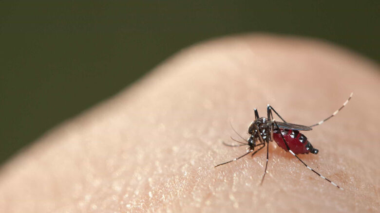 24 horas de proteção contra a dengue - 