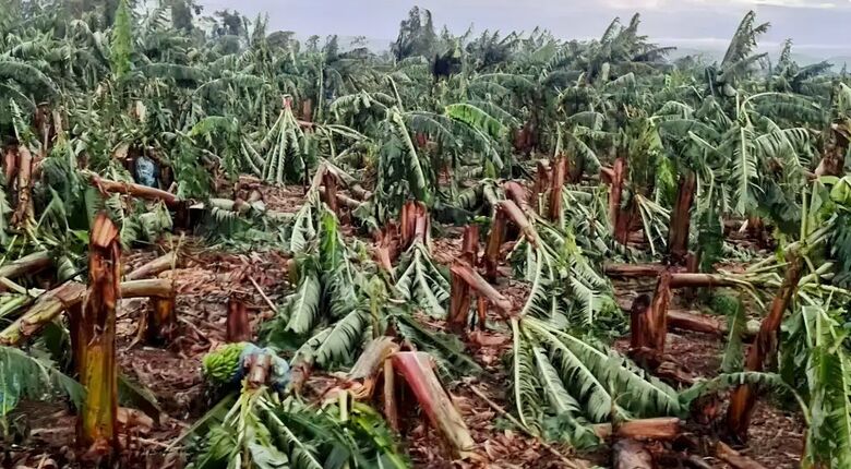 Ventania devasta plantações de banana na região do Vale do Ribeira - Crédito: ABAVAR/Divulgação