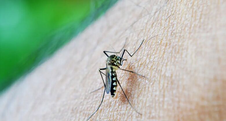 Brasil ultrapassa meio milhão de casos prováveis de dengue - Crédito: nuzeee/Pixabay
