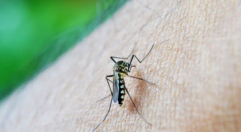 Brasil ultrapassa 650 mil casos de dengue - Crédito: nuzeee/Pixabay