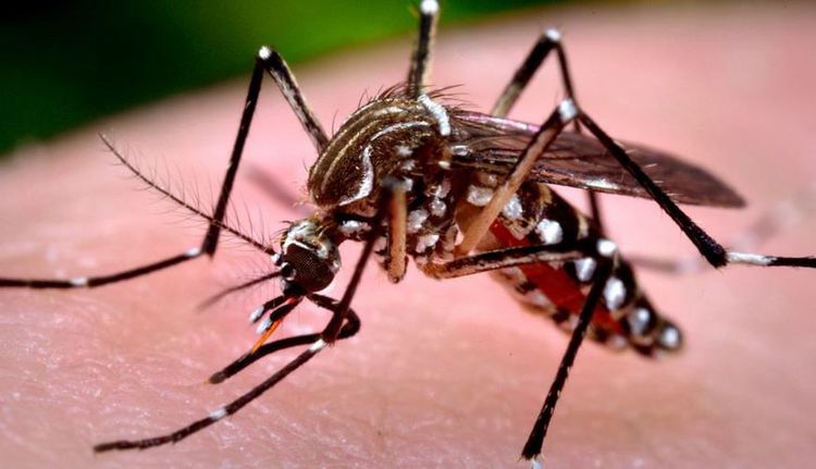 Crise de dengue no Distrito Federal: Governo declara Emergência de Saúde - 