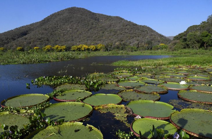 Lei do Pantanal entra em vigor: governo foca na fiscalização  - Crédito: Bruno Rezende