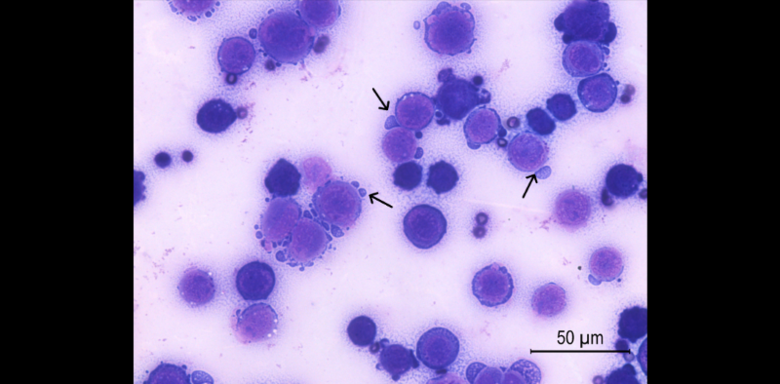 Células tumorais de camundongos que receberam tratamento com a dose de 0,9 micrograma de crotoxina; as setas indicam o processo de morte celular - Crédito: Camila Lima Neves/Instituto Butantan