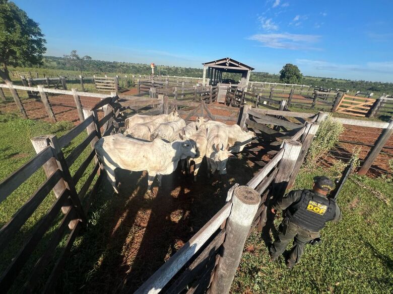 DOF prende cinco pessoas envolvidas no furto de oito vacas - Crédito: Divulgação/DOF