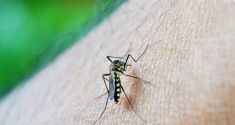 Casos de dengue em gestantes aumentam 345% em 2024 - Crédito: nuzeee/Pixabay