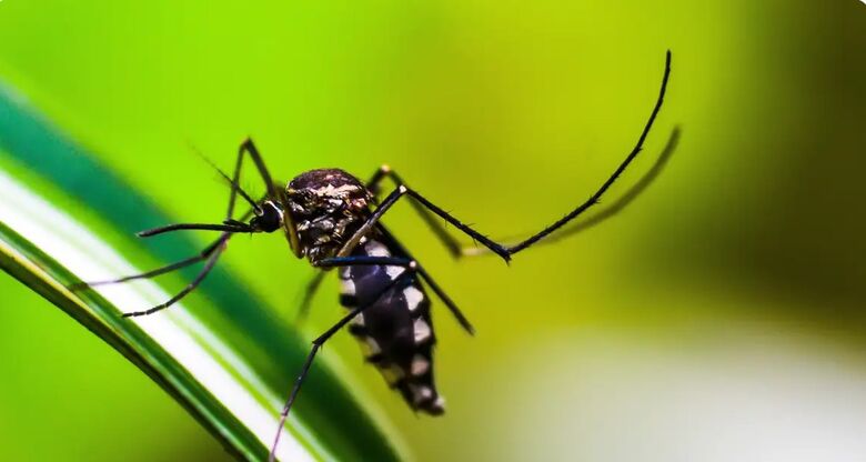 Cientistas desenvolvem armadilha para combater o mosquito da dengue - Crédito: shammiknr/Pixabay