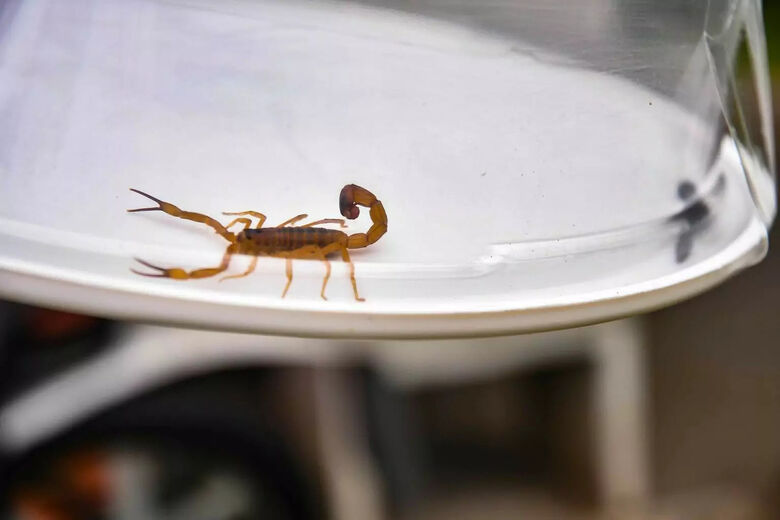 Dourados registrou 140 acidentes com escorpiões em 2023 - 