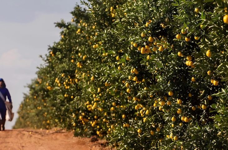 Governo de MS fomenta diversificação da produção local e atrai investimento de citricultura em MS - 