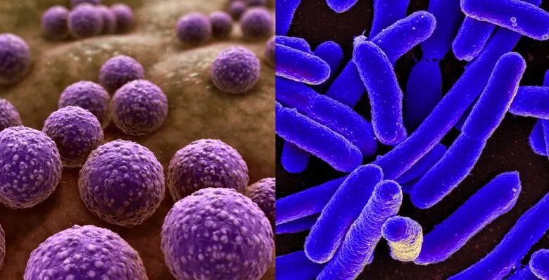 No caso de bactérias, o monitoramento genético é especialmente importante - Crédito: Scientific Animations; NIAID/Wikimedia Commons