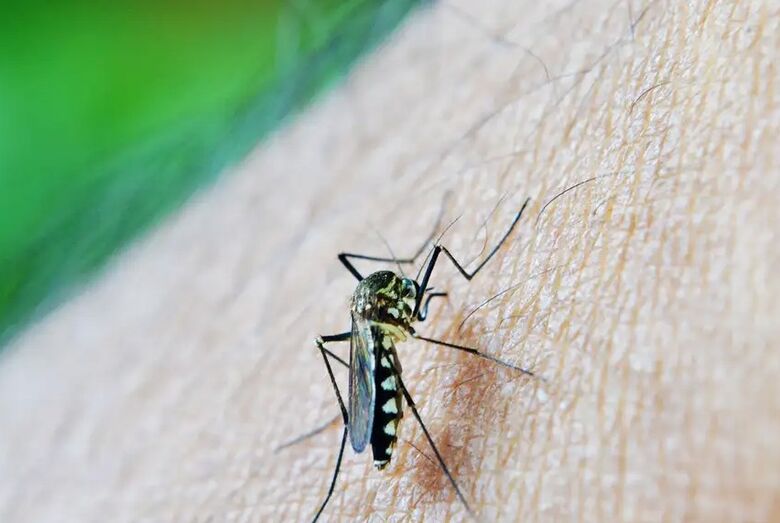 Brasil já tem mais de 3 milhões de casos de dengue em 2024
 - Crédito: nuzeee/Pixabay