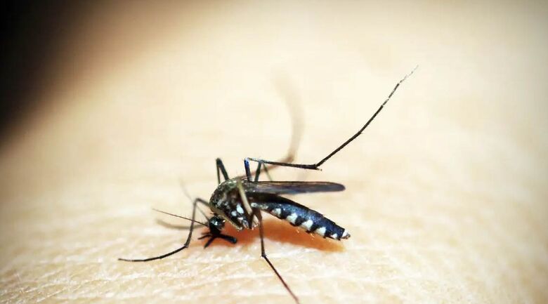Mortes por dengue somam 105 na cidade de SP e 465 em todo o estado
 - Crédito: 41330/Pixabay