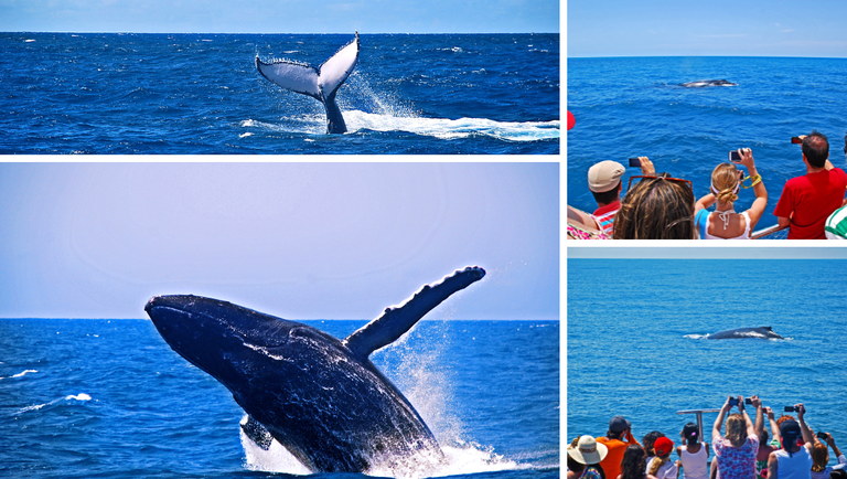 Baleias encantam turistas que procuram o litoral norte de São Paulo no inverno - Crédito: Arquivo MTur