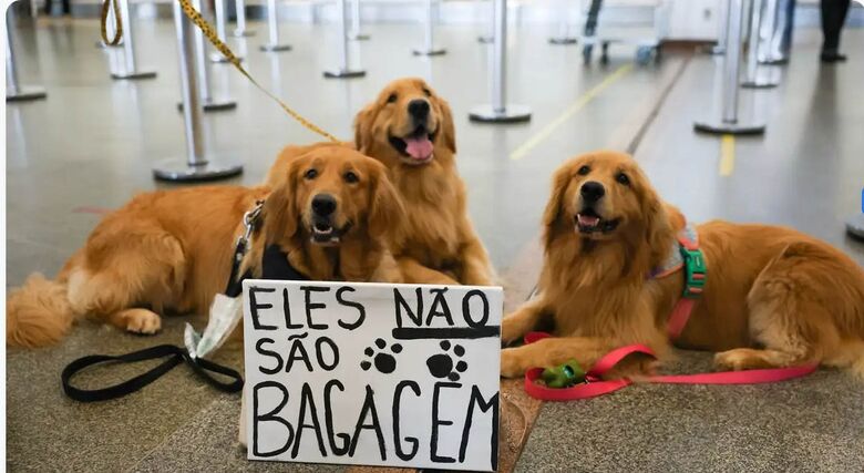 Após morte de Joca, tutores se manifestam no aeroporto de Brasília
 - Crédito: Fabio Rodrigues-Pozzebom/ Agência Brasil