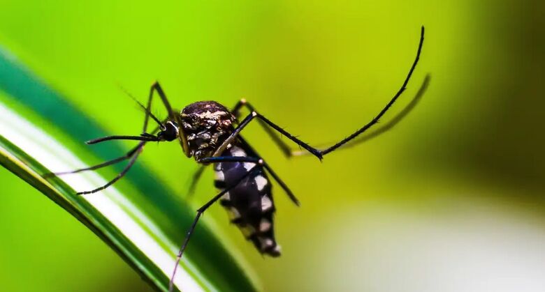 Brasil atinge 1,6 mil mortes confirmadas por dengue
 - Crédito: shammiknr/Pixabay
