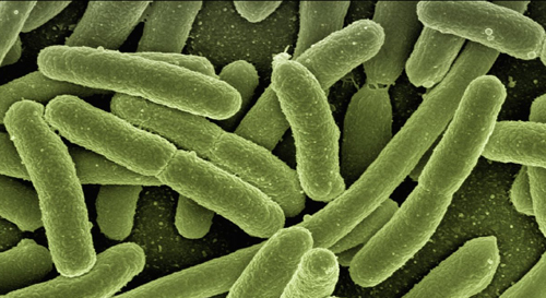 Bactérias da espécie Bacillus cereus observadas em microscópio  - Crédito: ILVO/IFSC-USP