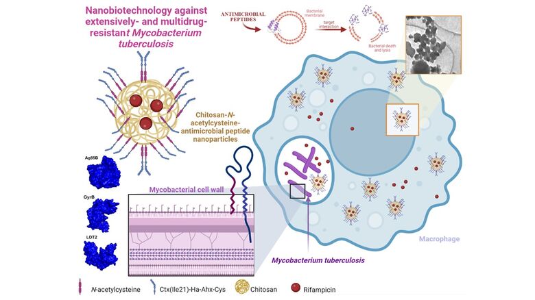 Estudo analisou a atividade de nanopartículas feitas de N-acetilcisteína e quitosana funcionalizadas com peptídeos antimicrobianos - Crédito:  Cesar Augusto Roque-Borda/biorender.com