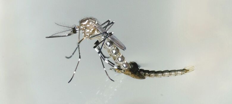 Quase 4 bilhões de pessoas correm risco de infecção pelo Aedes
 - Crédito: IAEA 