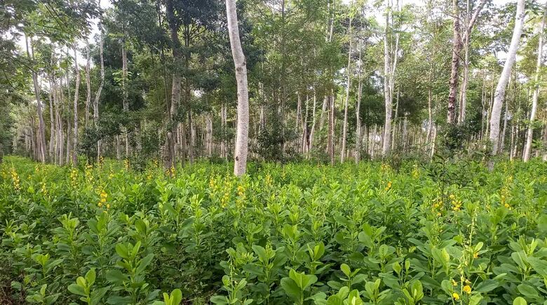 Brasil deve recuperar 25 milhões de hectares de vegetação nativa
 - Crédito: Symbiosis/Divulgação