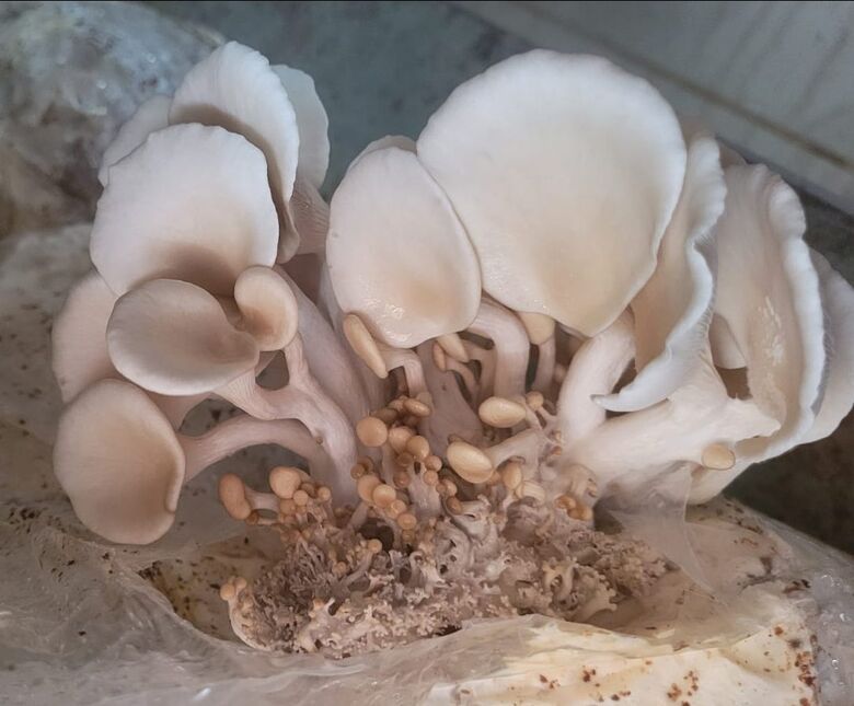 Com cogumelos, startup sul-mato-grossense mira mercado de proteínas alternativas - 