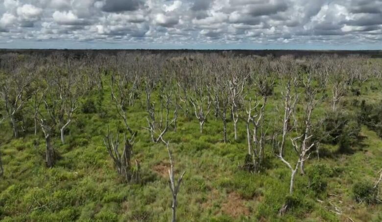 Fazendeiro utiliza Agente Laranja para desmatar parte do Pantanal e causa destruição ambiental - Crédito: Reprodução: Fantástico