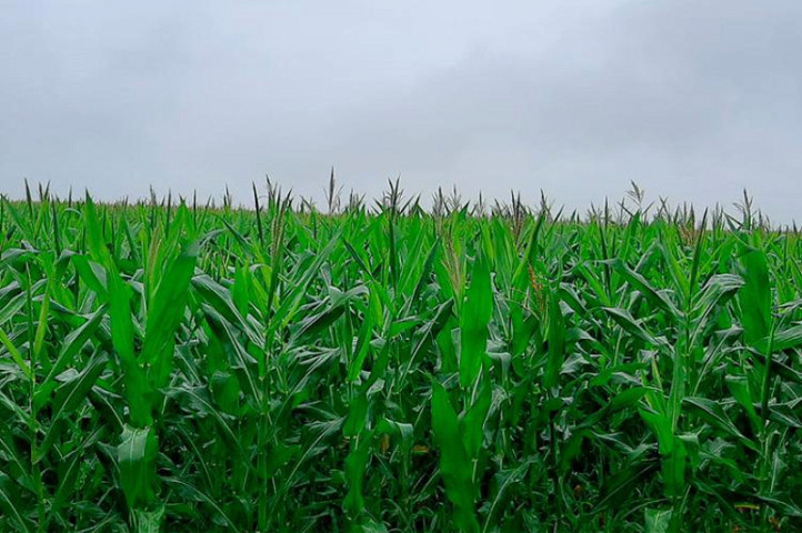 Clima influencia a cultura do milho segunda safra no Estado - 