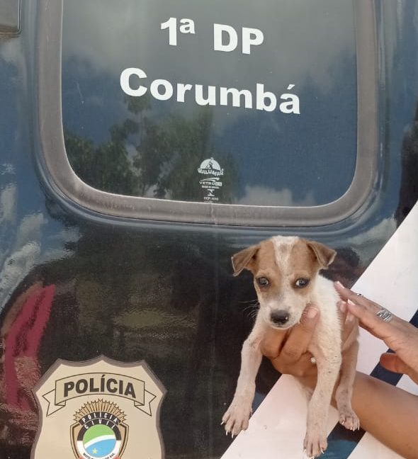 Polícia Civil realiza resgate de animal vítima de maus-tratos em Corumbá - Crédito: Divulgação/Polícia Civil