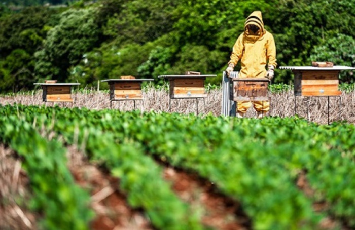 Integração entre soja e abelhas abre Simpósio da Agricultura nesta ...