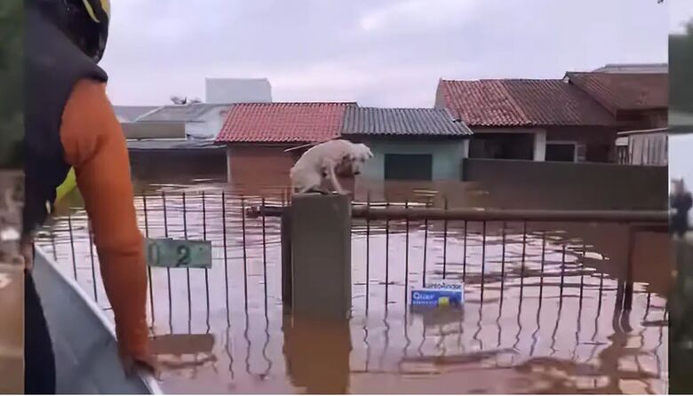 Pelo menos 3,5 mil animais ilhados pela chuva foram resgatados no RS
 - Crédito:  grupoamorempatas/Instagram