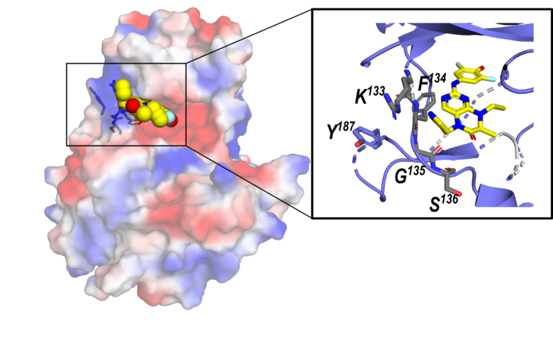 Estrutura tridimensional da proteína VRK1 e, no detalhe, o local em que se liga à nova molécula - Crédito: André Santiago/CQMED