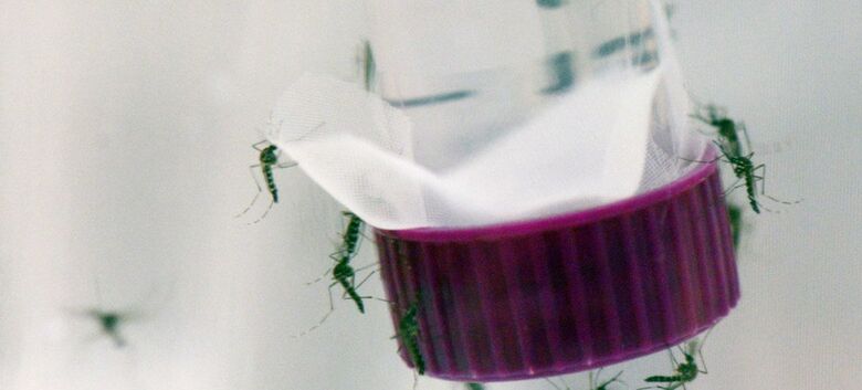 A dengue é uma infecção viral transmitida por mosquitos - Crédito: IAEA/Dean Calma