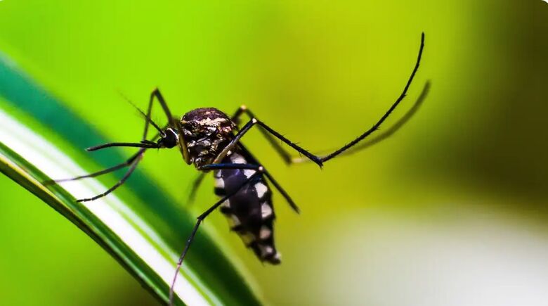 Brasil se aproxima de 6 milhões de casos e 4 mil mortes por dengue
 - Crédito: shammiknr/Pixabay