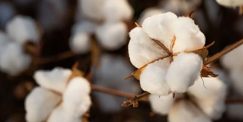 Brasil ultrapassa EUA e já é maior exportador de algodão do mundo
 - Crédito: Divulgação