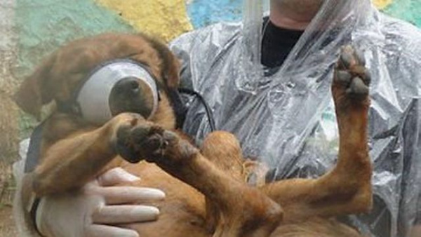 Cahorro Caramelo nos braços do veterinário que o levou ao abrigo / Crédito: Foto/divulgação - 