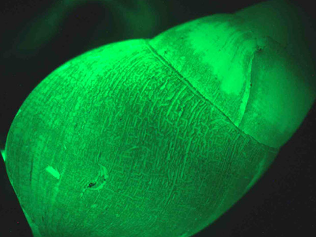 Concha do caracol \'Hinea brasiliana\', que emite luz verde. - Crédito: Foto: Instituto de Oceanografia Scripps