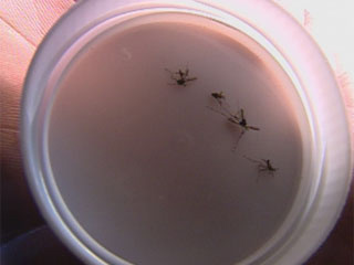 Chuva e calor contribuem para crescimento de focos da
dengue. - Crédito: Foto: Reprodução: TV Globo
