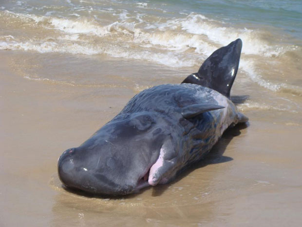 Filhote de baleia encalhou vivo em uma praia em Laguna - Crédito: Foto: Arquivo/APA da Baleia Franca - ICMBio